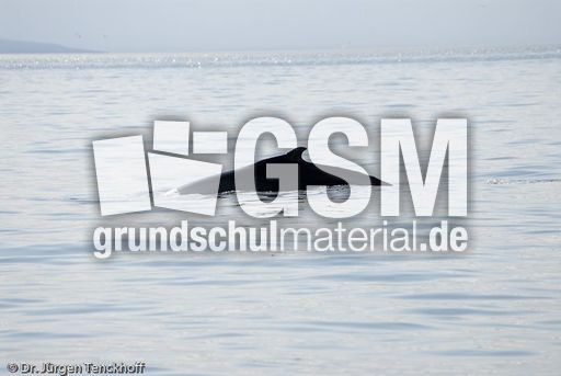 Buckelwal (41 von 57).jpg